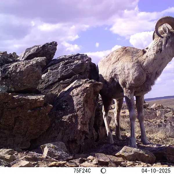 A photograph of Argali from Karashoky camera trap
