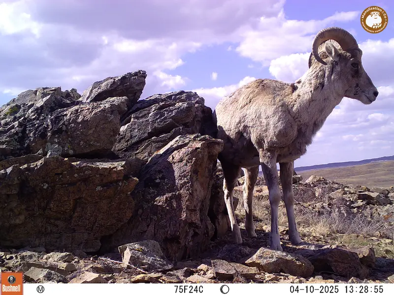 A photograph of Argali from Karashoky camera trap