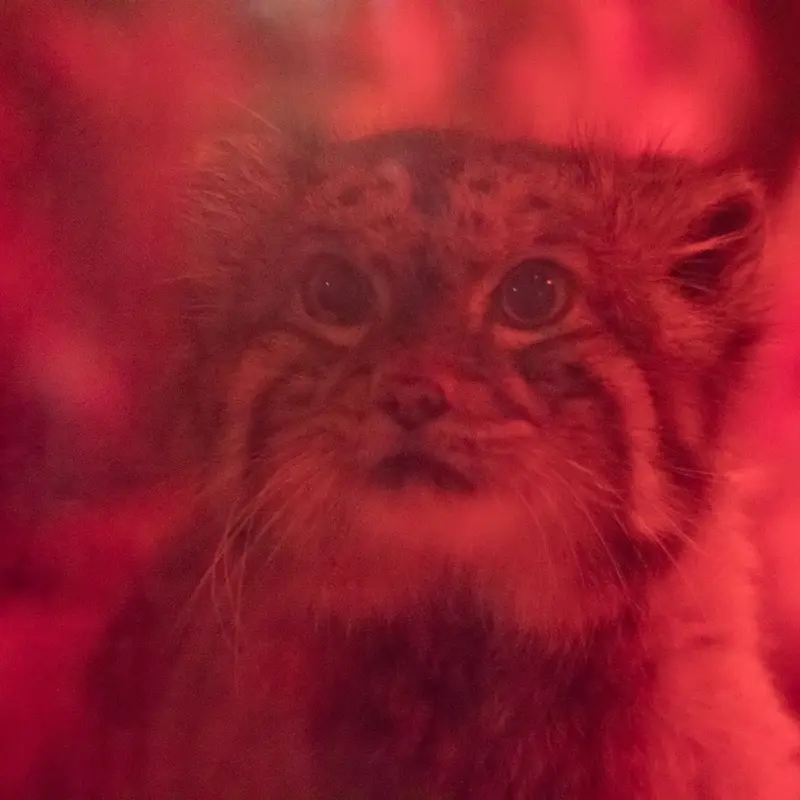 A photograph of Naim in Ueno Zoological Gardens