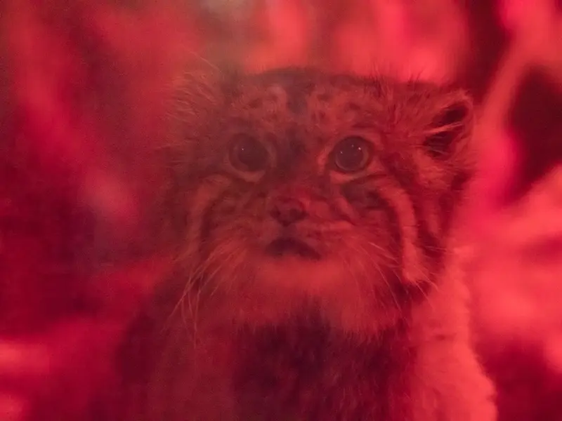 A photograph of Naim in Ueno Zoological Gardens