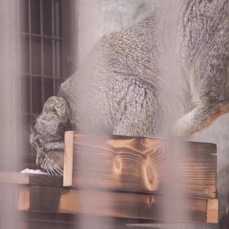 A photograph of Figa in Nogeyama Zoo