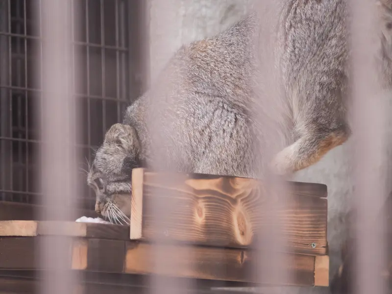 A photograph of Figa in Nogeyama Zoo