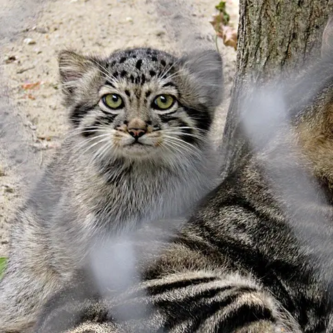 A photograph of Kosoglazik in Novosibirsk Zoo