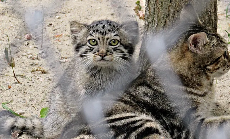 A photograph of Kosoglazik in Novosibirsk Zoo