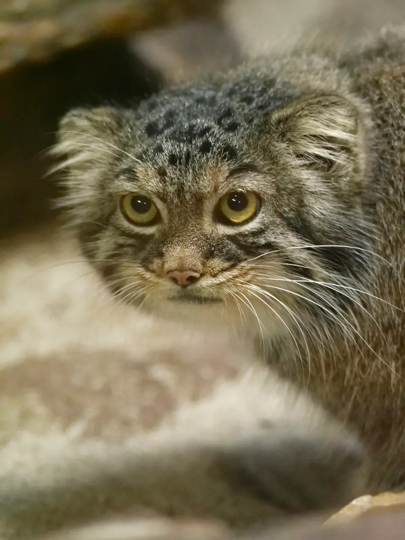 A photograph of Shafran in Ueno Zoological Gardens