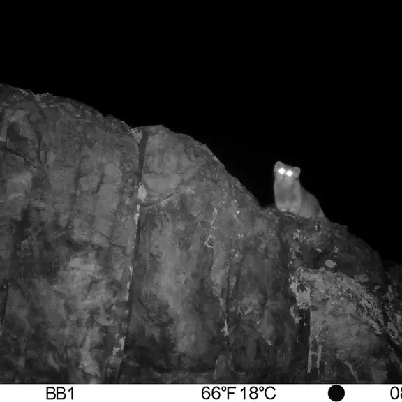 A photograph of Otocolobus manul manul from Aktas-Kunkora [new] camera trap