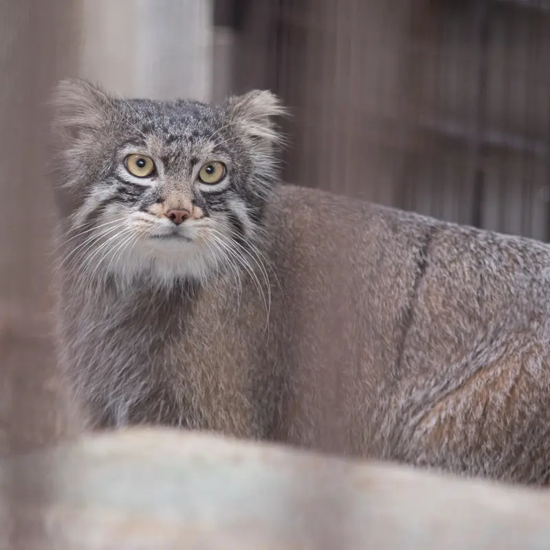 A photograph of Figa in Nogeyama Zoo