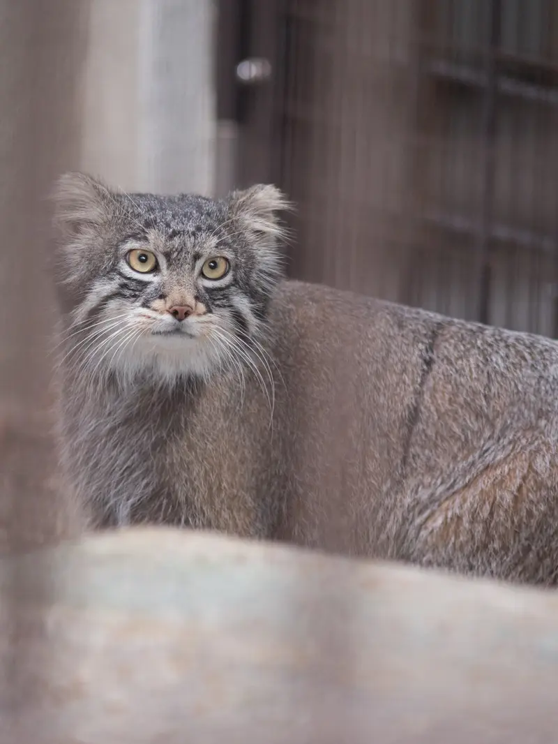 A photograph of Figa in Nogeyama Zoo
