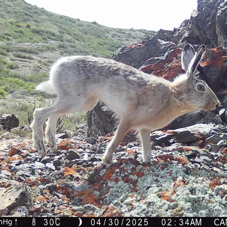 A photograph of European hare from Zhilandy camera trap