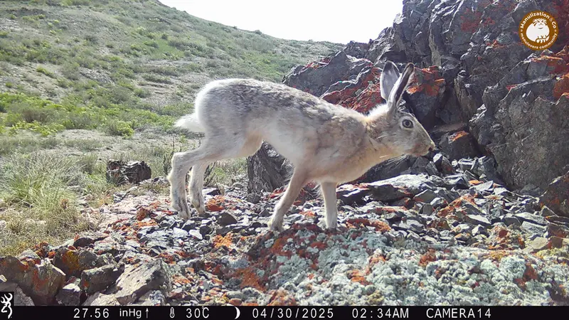 A photograph of European hare from Zhilandy camera trap