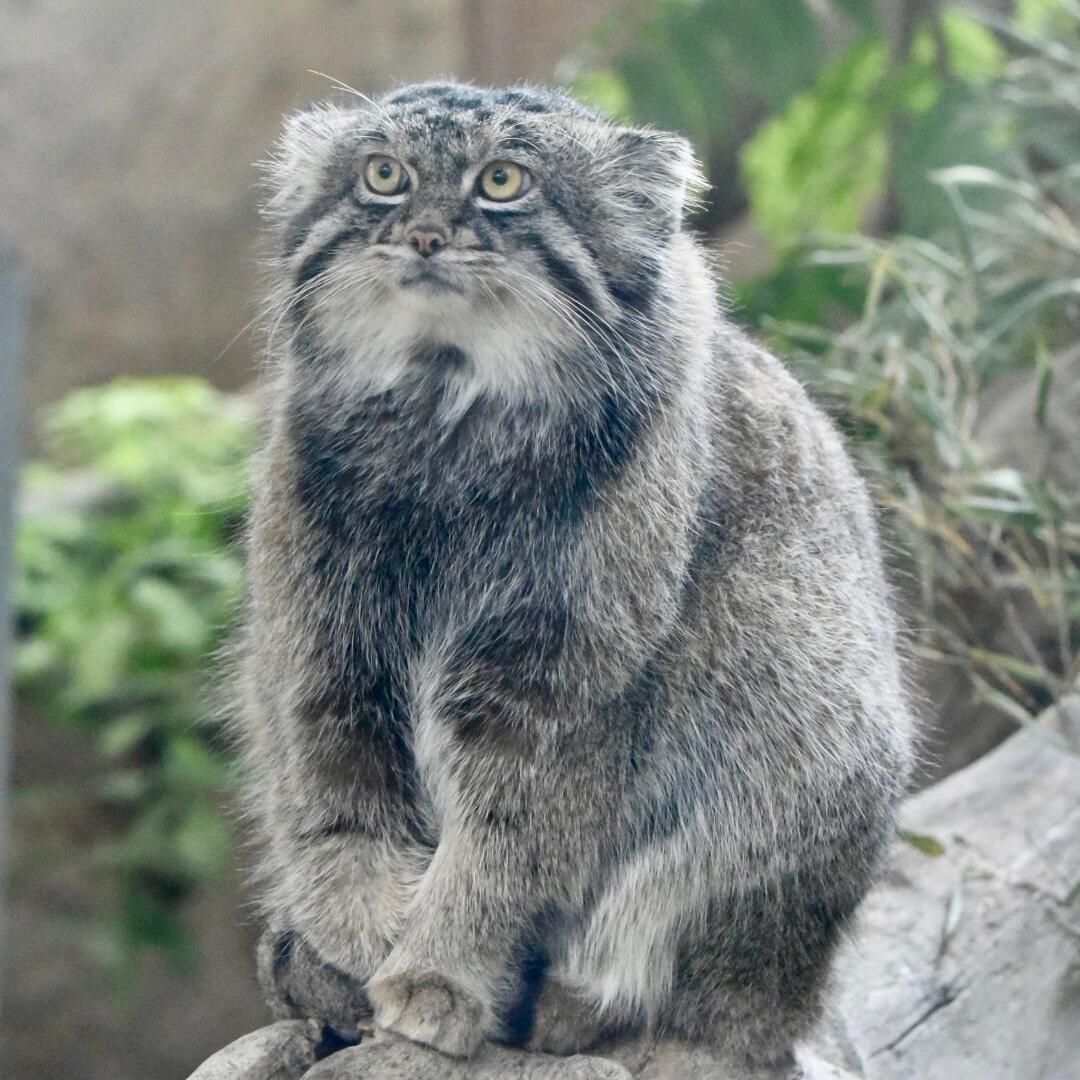 A photograph of Nar in Kobe Animal Kingdom • Manulization - Pallas’s Cats