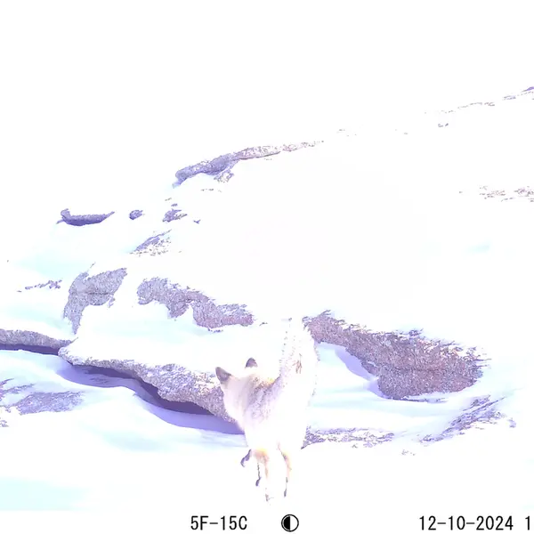 A photograph of Red fox from Bektauata 1 camera trap