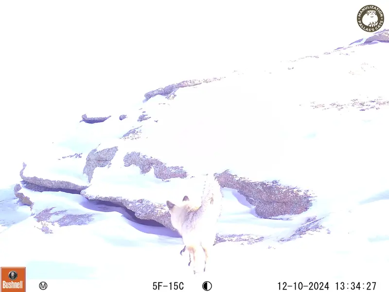 A photograph of Red fox from Bektauata 1 camera trap