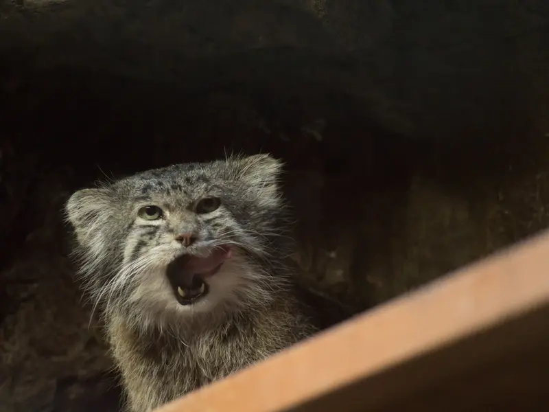 A photograph of Klyon in Ueno Zoological Gardens