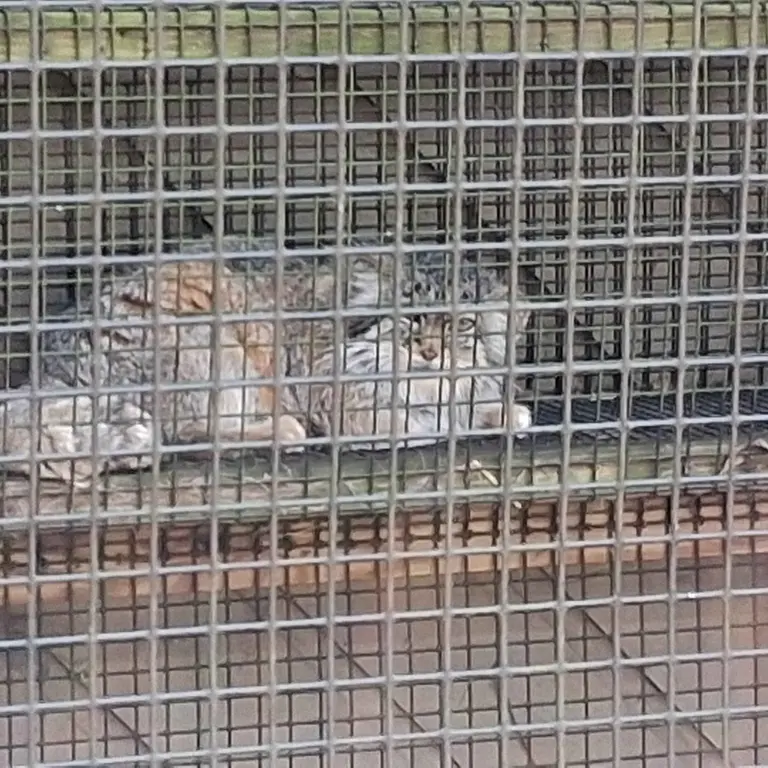 A photograph of Nozomi in Miller Park Zoo