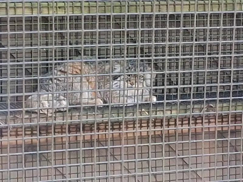A photograph of Nozomi in Miller Park Zoo