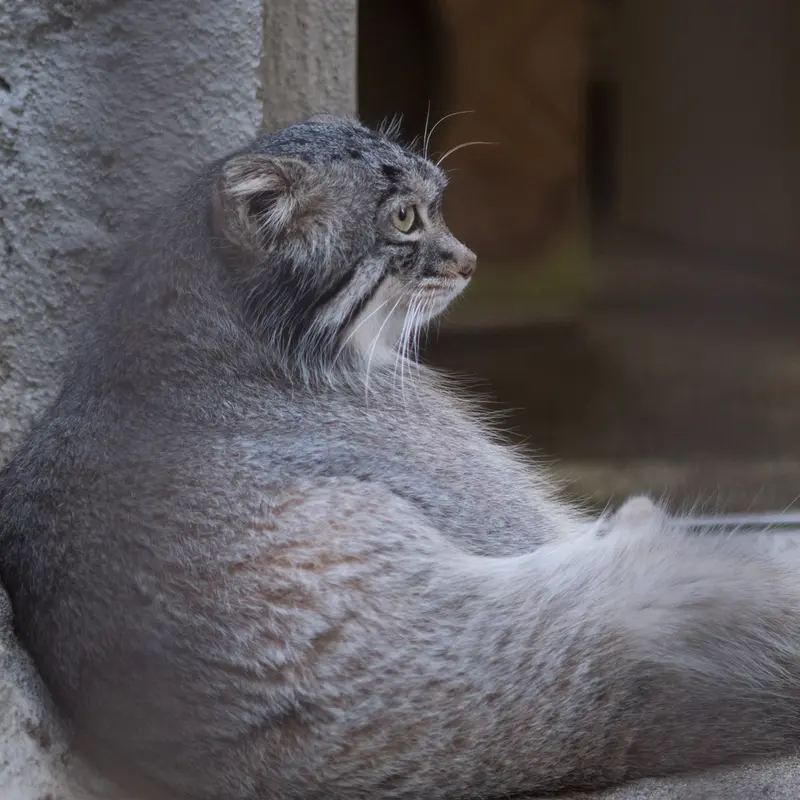 A photograph of Figa in Nogeyama Zoo