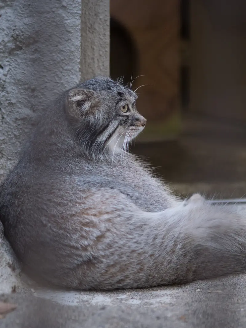 A photograph of Figa in Nogeyama Zoo