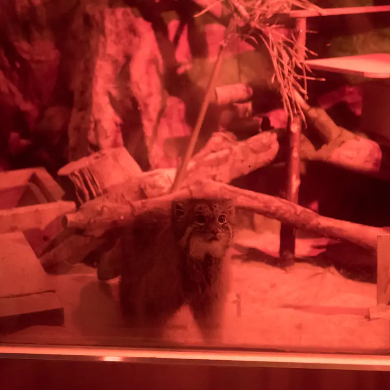 A photograph of Naim in Ueno Zoological Gardens