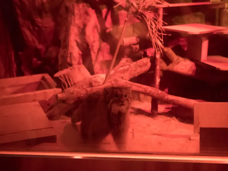A photograph of Naim in Ueno Zoological Gardens