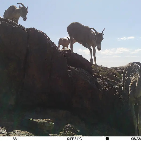 A photograph of Argali from Aktas-Kunkora camera trap