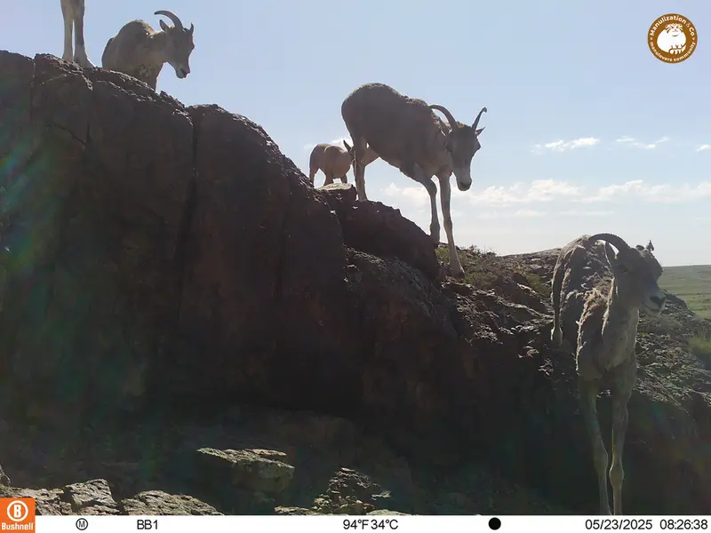 A photograph of Argali from Aktas-Kunkora camera trap