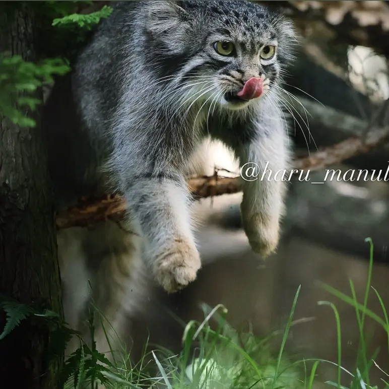 A photograph of Abrikos in Nasu Animal Kingdom