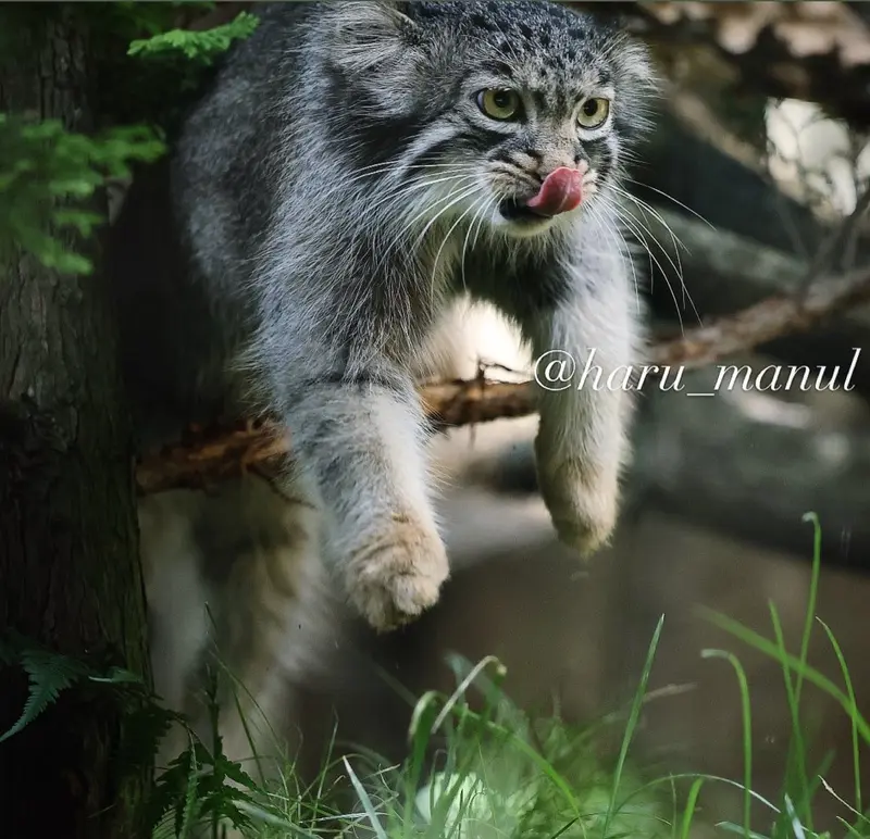 A photograph of Abrikos in Nasu Animal Kingdom