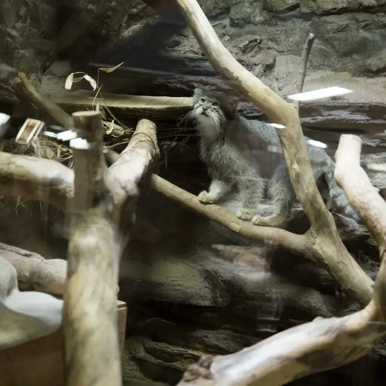 A photograph of Klyon in Ueno Zoological Gardens