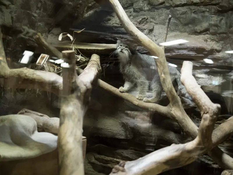 A photograph of Klyon in Ueno Zoological Gardens