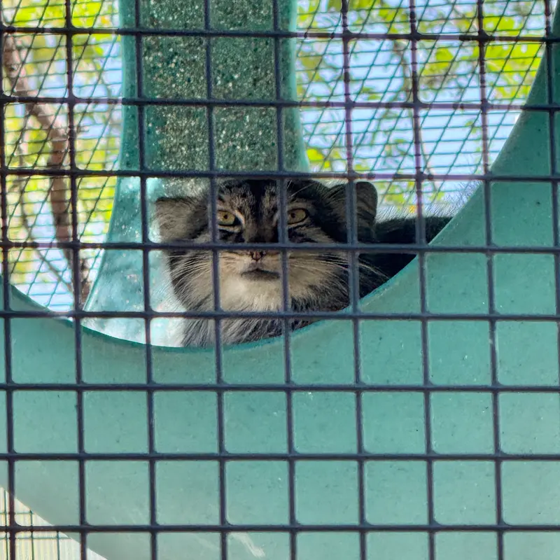 A photograph of Eevie in Niabi Zoo