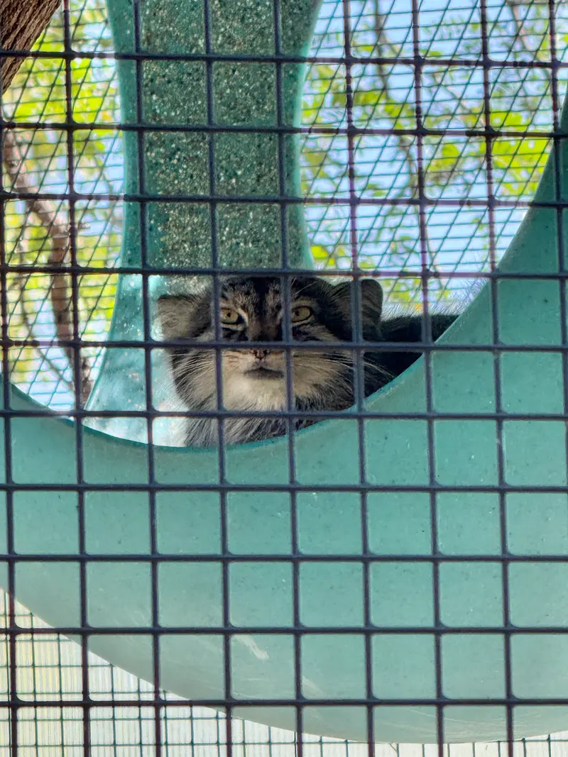 A photograph of Eevie in Niabi Zoo