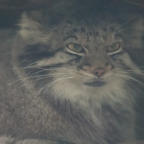 A photograph of Oto in Kobe Animal Kingdom