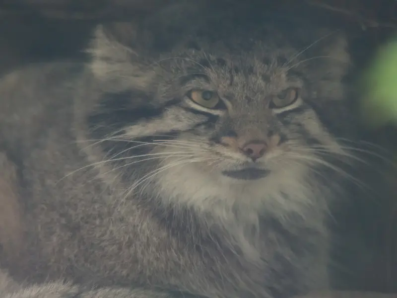A photograph of Oto in Kobe Animal Kingdom