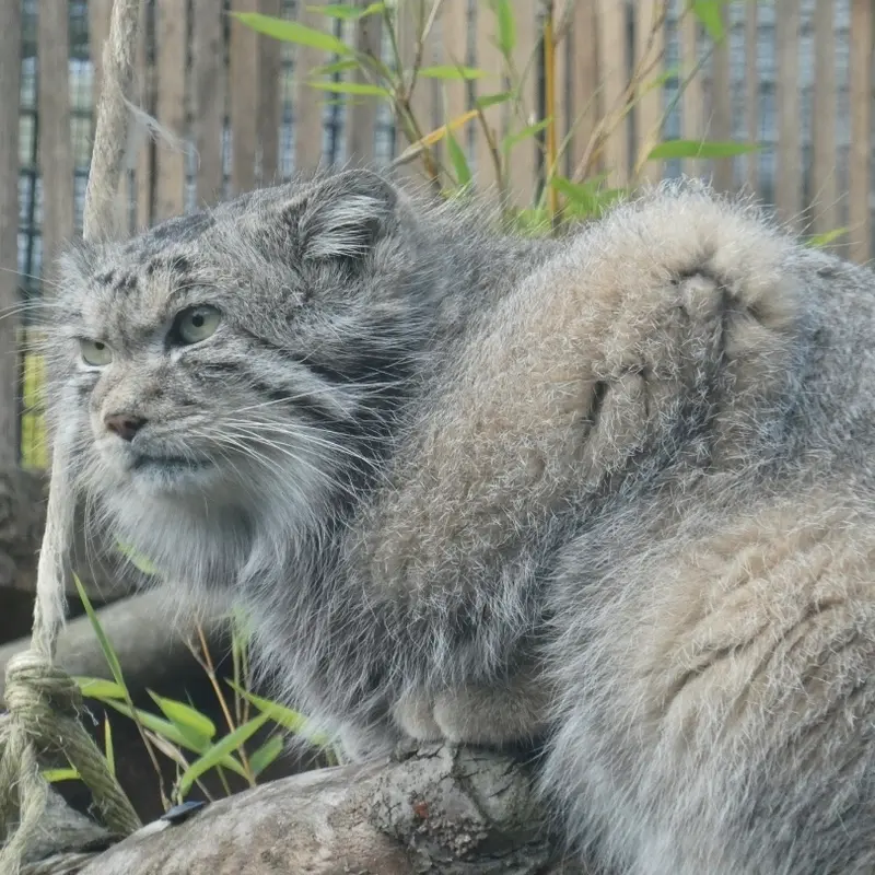 A photograph of Akiko in Edinburgh Zoo