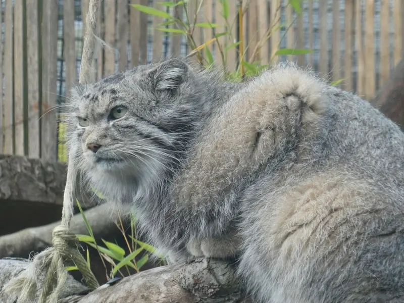 A photograph of Akiko in Edinburgh Zoo