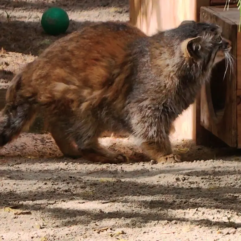 A photograph of a Pallas's cat in Novosibirsk Zoo