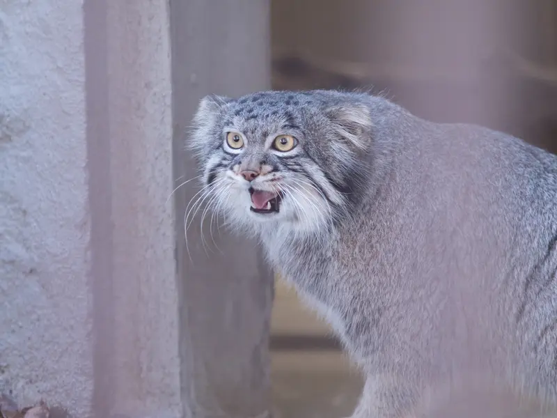A photograph of Figa in Nogeyama Zoo