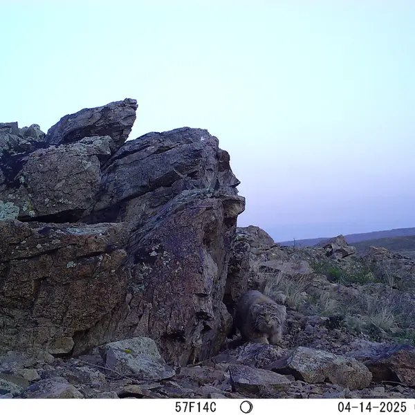 A photograph of Otocolobus manul manul from Karashoky camera trap