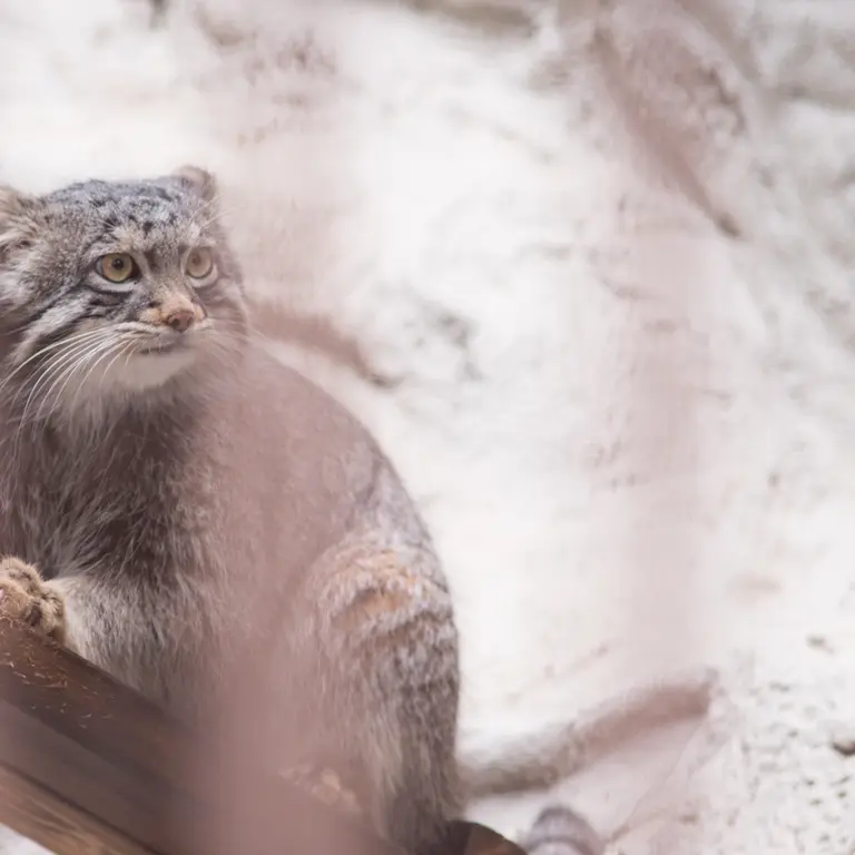 A photograph of Figa in Nogeyama Zoo