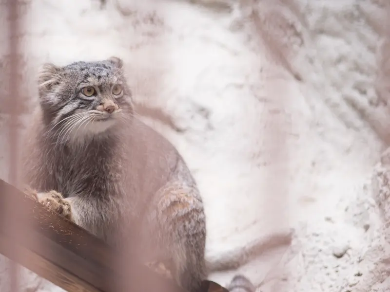 A photograph of Figa in Nogeyama Zoo