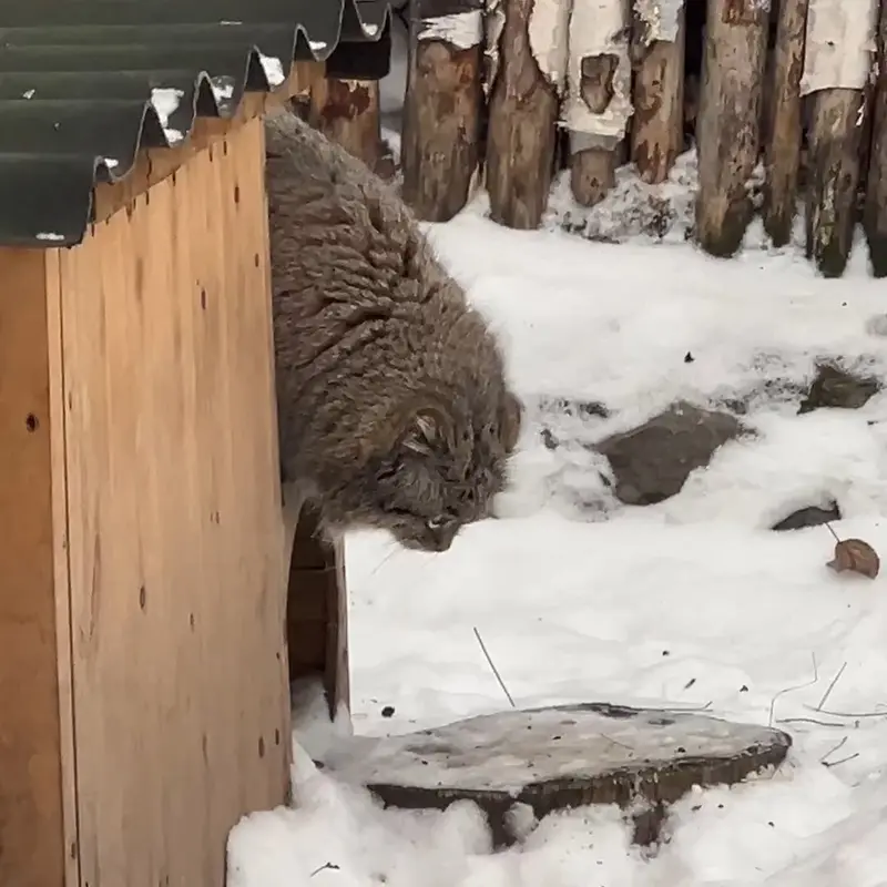 A photograph of a Pallas's cat in Novosibirsk Zoo