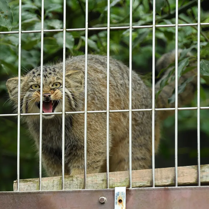A photograph of a Pallas&#039;s cat in Higashiyama Zoo and Botanical Gardens