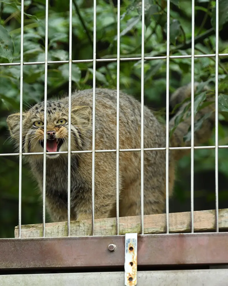 A photograph of a Pallas&#039;s cat in Higashiyama Zoo and Botanical Gardens