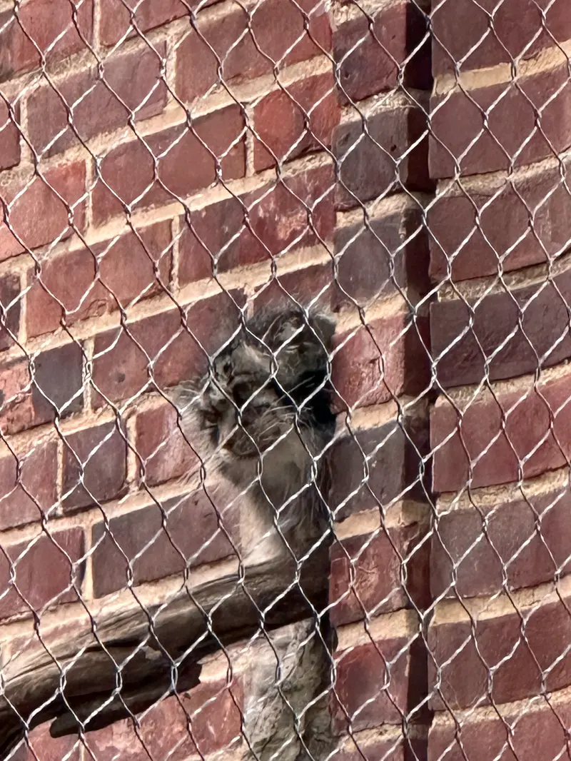 A photograph of a Pallas&#039;s cat in Prospect Park Zoo