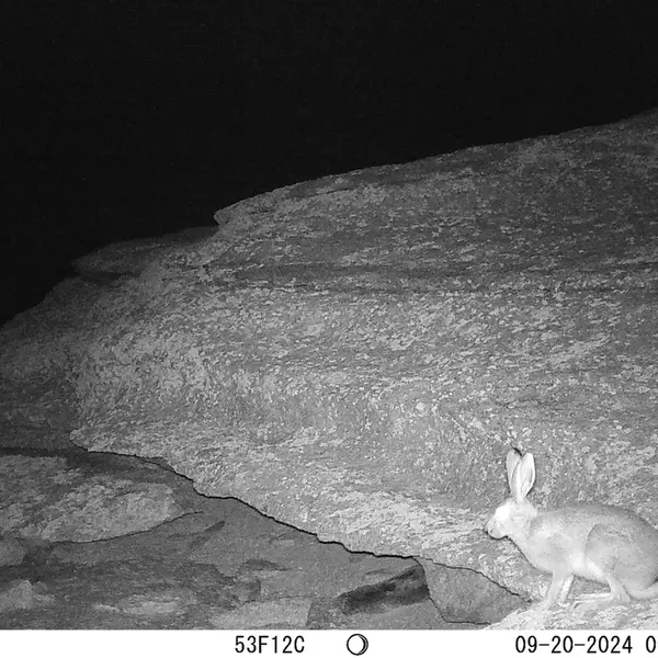 A photograph of Hare from Bektauata 1 camera trap