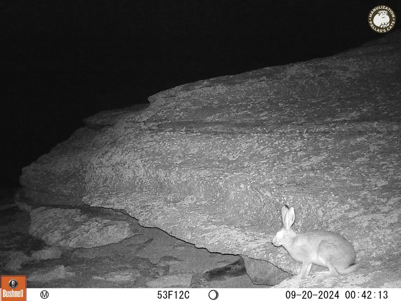 A photograph of Hare from Bektauata 1 camera trap