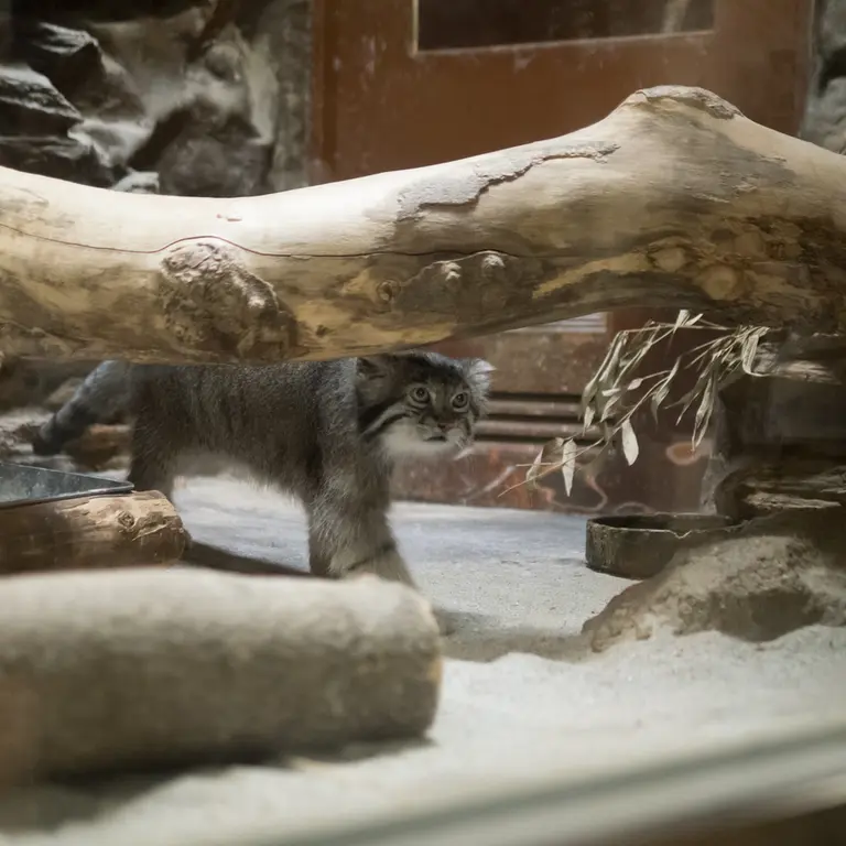 A photograph of Klyon in Ueno Zoological Gardens