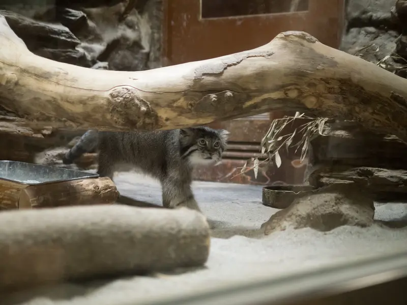 A photograph of Klyon in Ueno Zoological Gardens