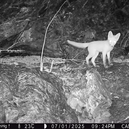 A photograph of Red fox from Zhundy 1 camera trap
